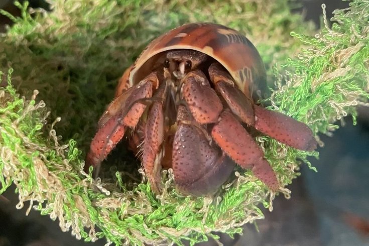 janie groeling hermit crabs