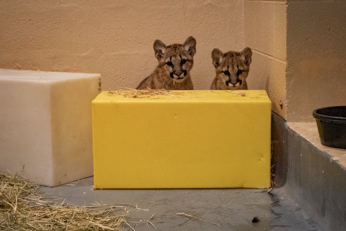 Philadelphia Zoo puma cubs hide behind a yellow block