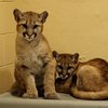 Philly Zoo puma cubs