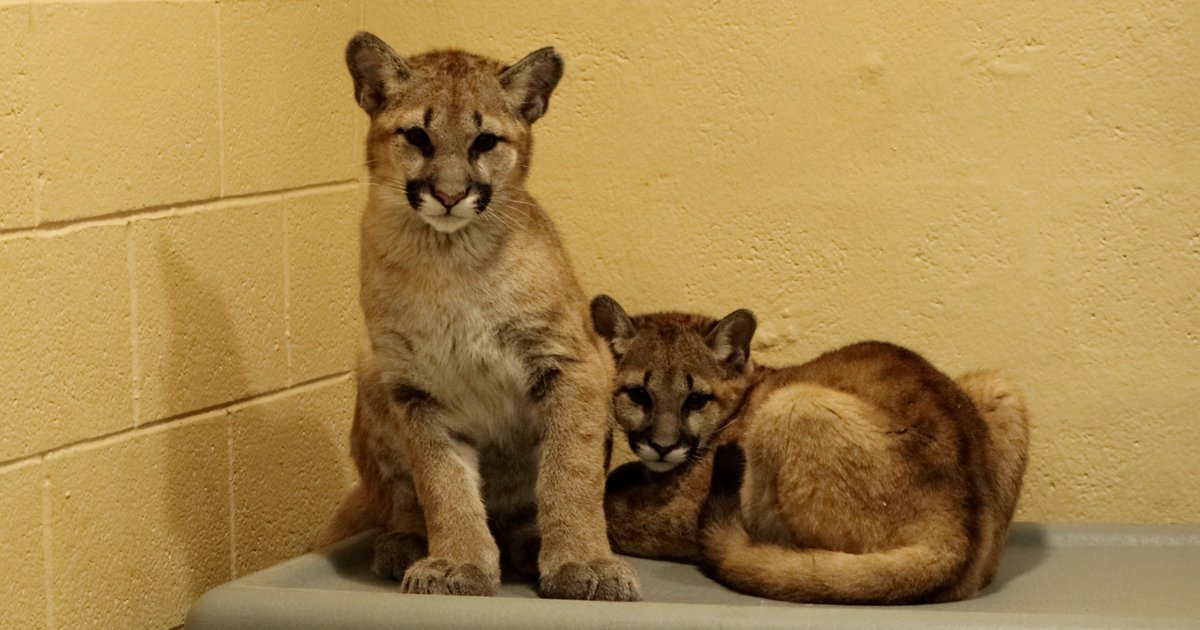 Philadelphia Zoo baby animals: Orphaned puma cubs to join Big Cat Falls