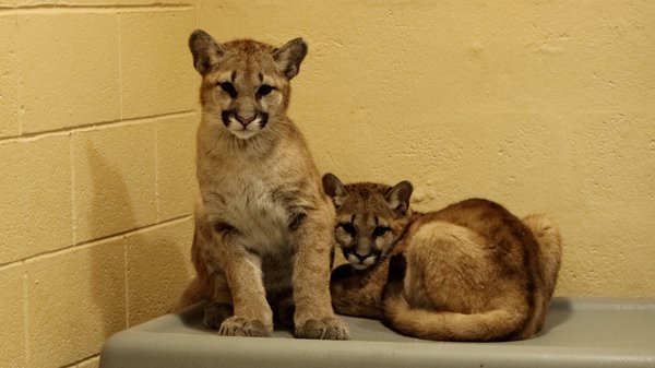 Philly Zoo puma cubs