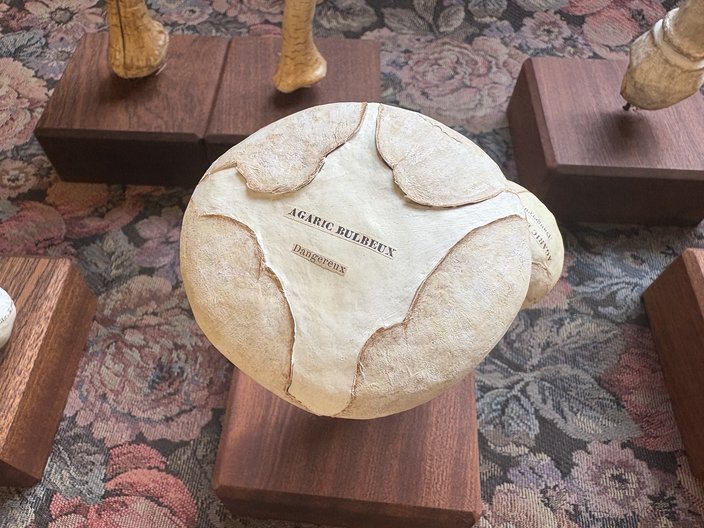 A white papier mâché mushroom on a wooden base with French labels reading 'Agaric Bulbeux' and 'Dangereux'