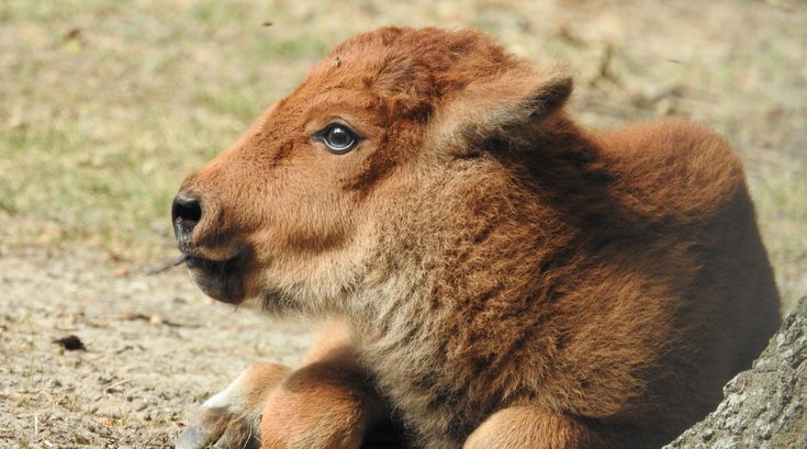 Baby bison Cape May Zoo