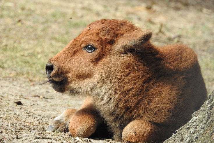 Baby bison Cape May Zoo