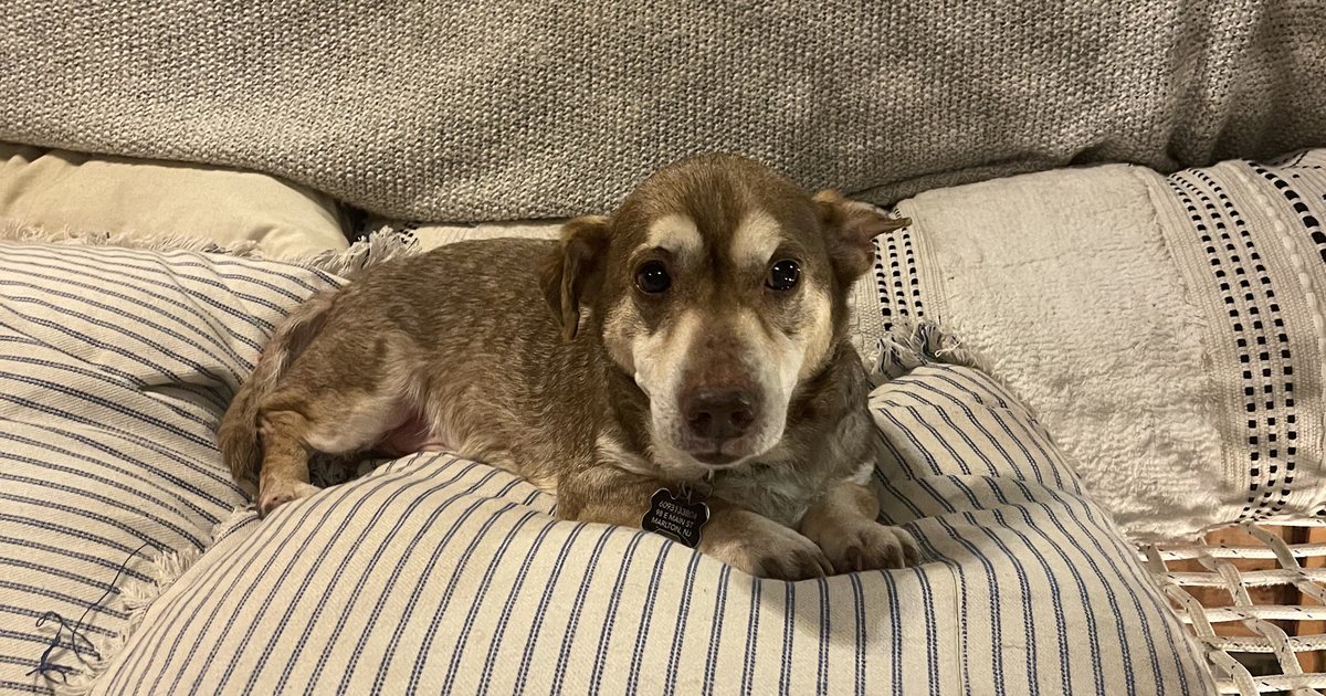 South Jersey dog and his song 'Good Boy Rogie' has become a TikTok sensation