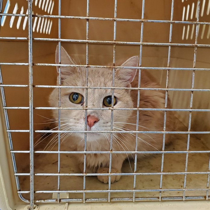 Spca clearance found cats