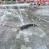 Wally Alligator LOVE Park