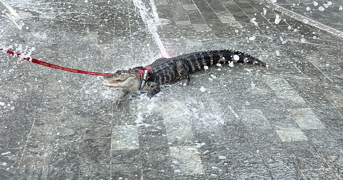 Philadelphia Phillies: Emotional support alligator Wally barred