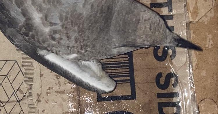 Shore Animal Control says it picked up an injured seagull in Avalon after reports of a kid throwing a baseball at it
