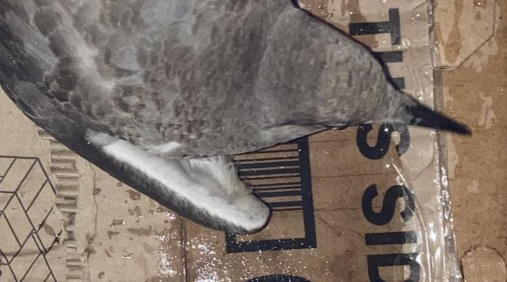 avalon seagull injured