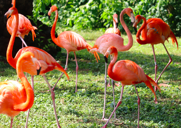 Philadelphia Zoo birds return