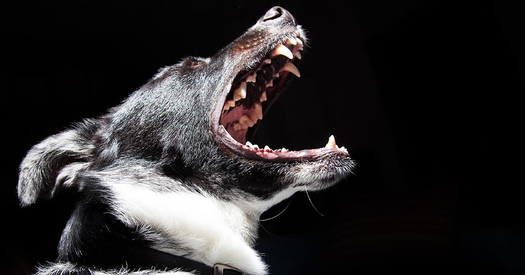 Rabies kills Delaware woman; first fatal case in state in 77 years ...