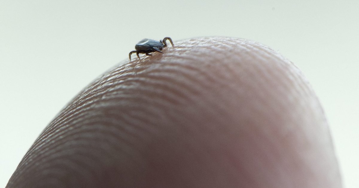 New Lyme disease vaccine being tested by Pfizer could reduce cases of the tick-borne illness - Vimarsana News