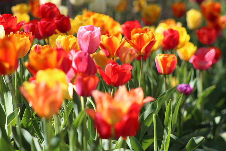 New Jersey's Holland Ridge Farms tulips
