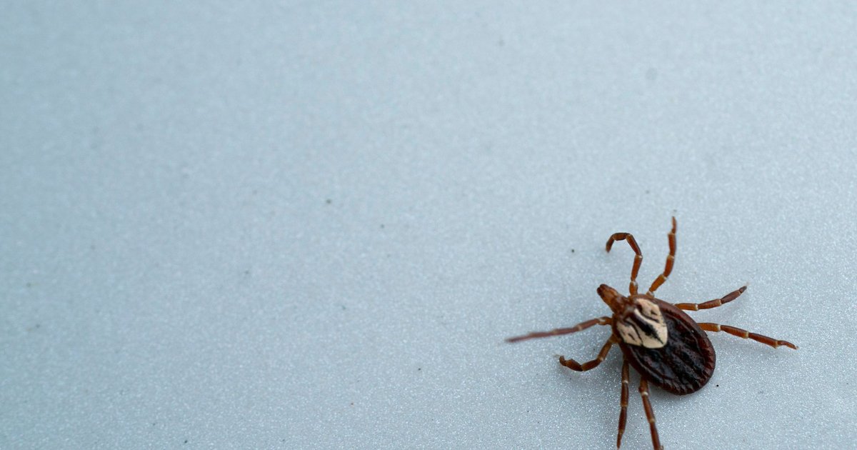 pa-gop-lawmakers-explore-increased-public-health-reporting-for-tick