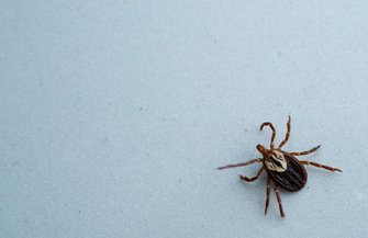 Tick Illnesses Pennsylvania