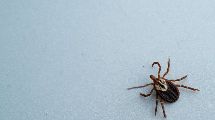 Tick Illnesses Pennsylvania