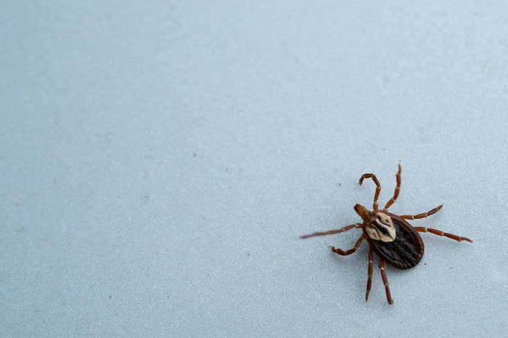 Tick Illnesses Pennsylvania