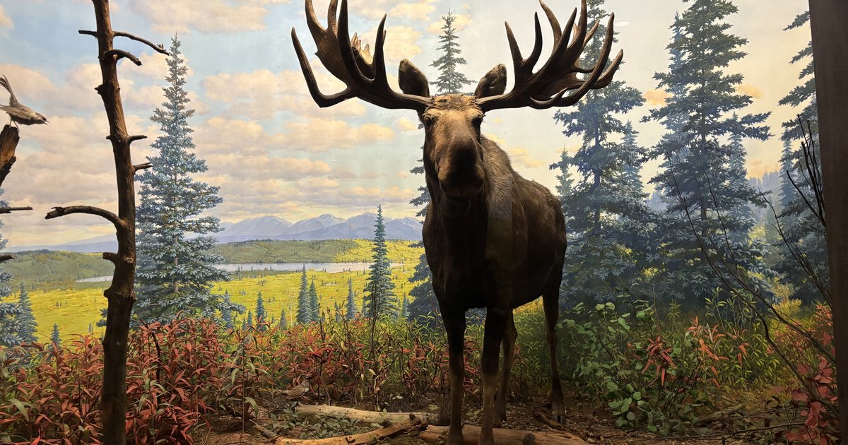 How the wildlife dioramas revolutionized the Academy of Natural Sciences