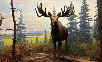 Academy Natural Sciences dioramas