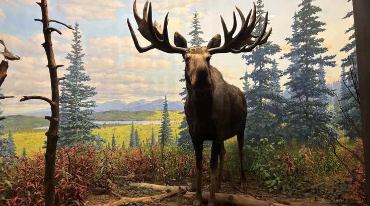 Academy Natural Sciences dioramas