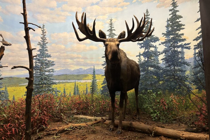 Academy Natural Sciences dioramas