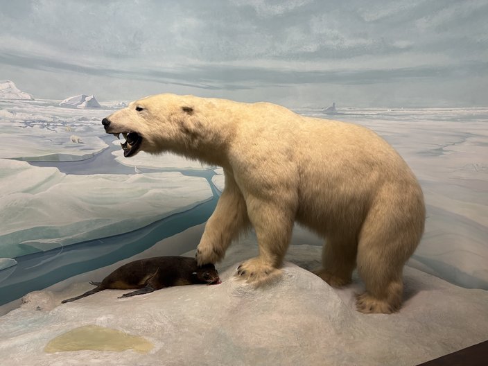 Taxidermied polar bear on display at the Academy of Natural Sciences