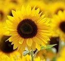 Sunflower farms September