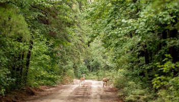 0906_PineBarrens