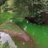 09112017_Wissahickon_creek_green