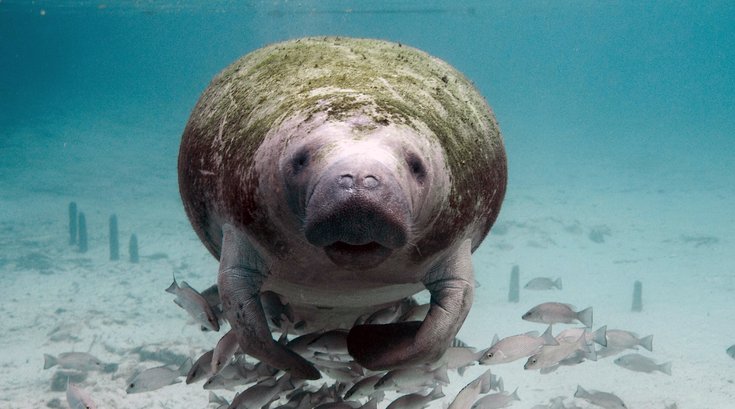 Manatee Monmouth County