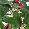 09132017_coralberry