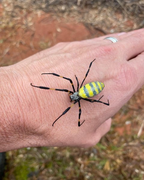 joro spiders bucks county