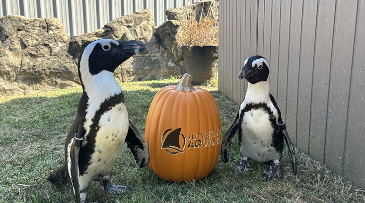 adventure aquarium fall festival