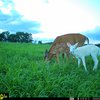 Albino Deer Pennsylvania