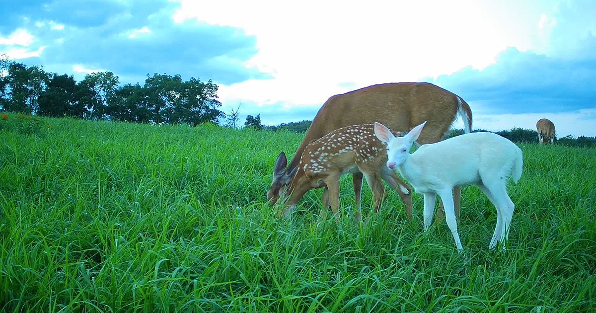 Photo of rare white deer wins Pennsylvania Game Commission's trail