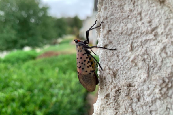 Spotted Lanternflies Trees