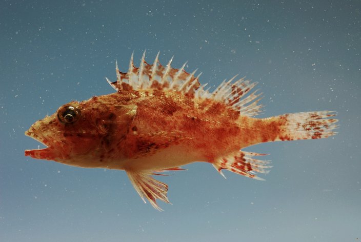 Spinycheek Scorpionfish Hemingway