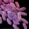 Nightmare Bacteria CDC