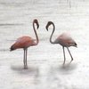 Flamingos Pennsylvania Idalia