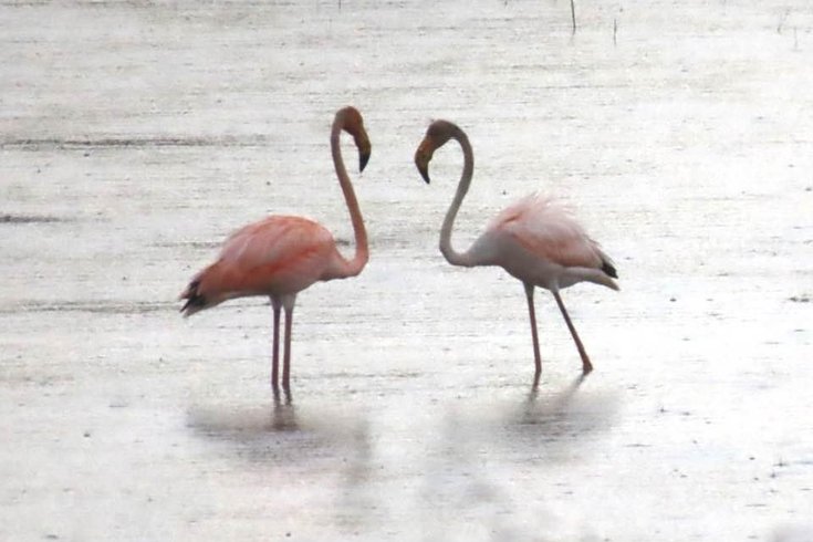 Flamingos Pennsylvania Idalia