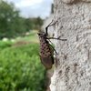 Spotted lanternfly costs Pennsylvania 