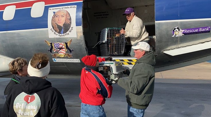 Brandywine SPCA Puerto Rico rescue dogs