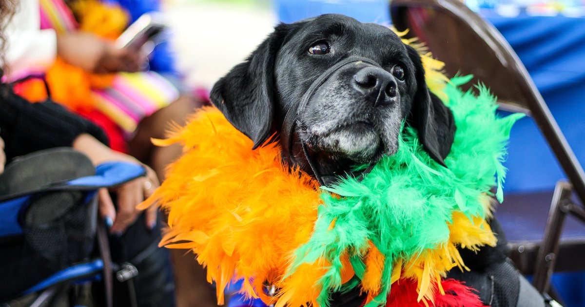 Dog costume contest at Howl-O-Ween Fest