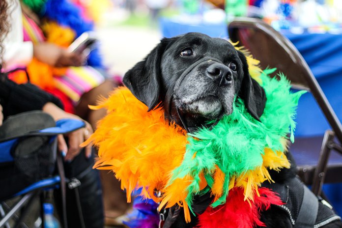 HOWL-O-WEEN Pet Costume Contest & Fall Fest - The Bourse