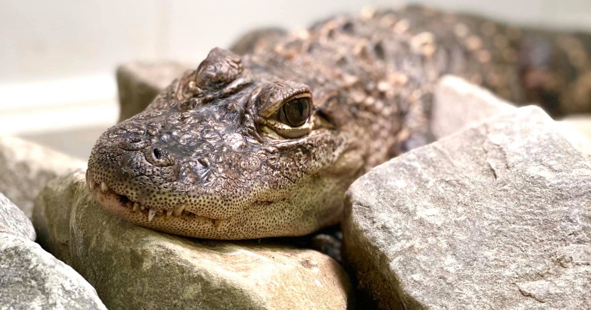 Seven alligators have been found roaming freely in the Pittsburgh area