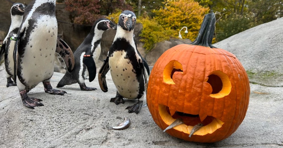 Boo at the Zoo returns to Philadelphia for three weekends in October ...