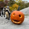 Philadelphia Zoo Halloween