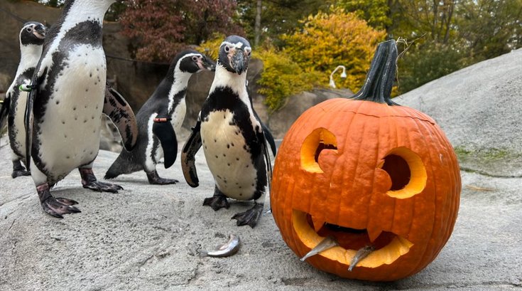 Philadelphia Zoo Halloween