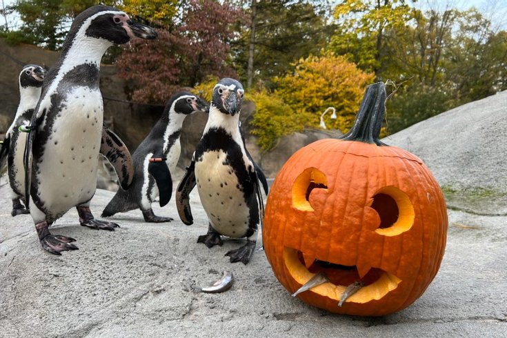 Philadelphia Zoo Halloween